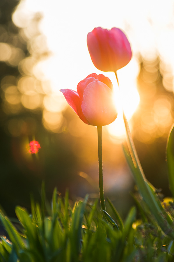 Tulips at Sunset • Bailward Photography